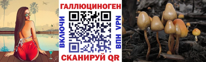 Псилоцибиновые грибы Psilocybe  Хилок 